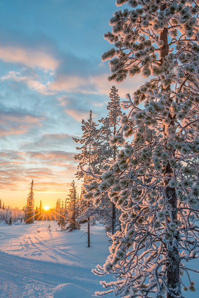 Snowy landscape at sunset in Lapland Print