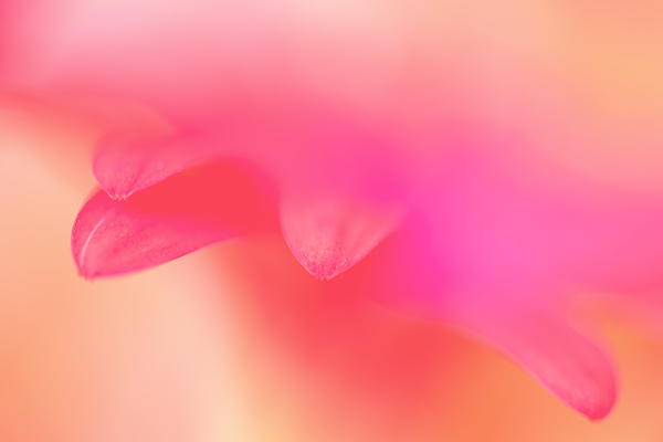 Delicate pink flower petals Print