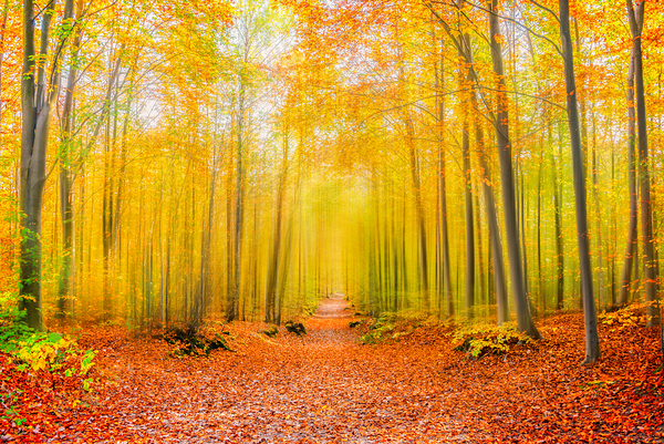 Magical forest path in fall Print
