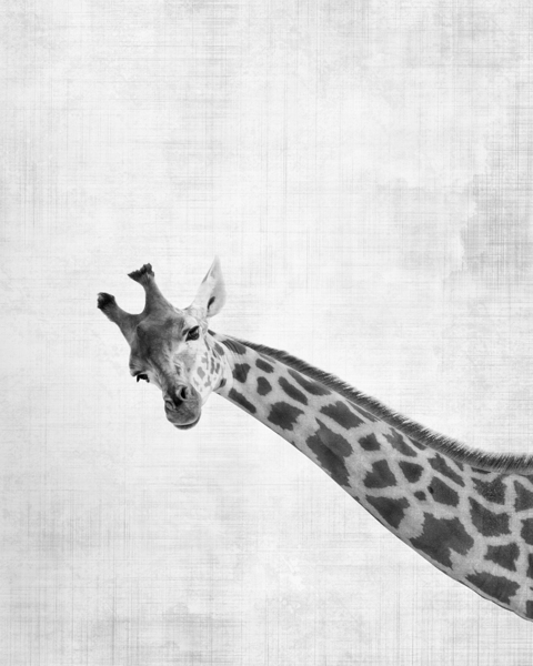 Peekaboo giraffe Print