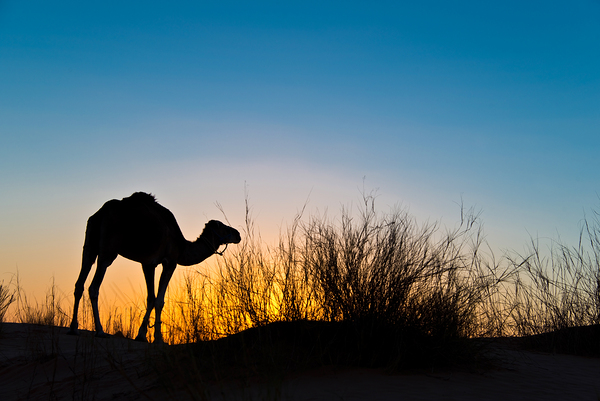 Silhouette of a camel at sunset in the desert Print