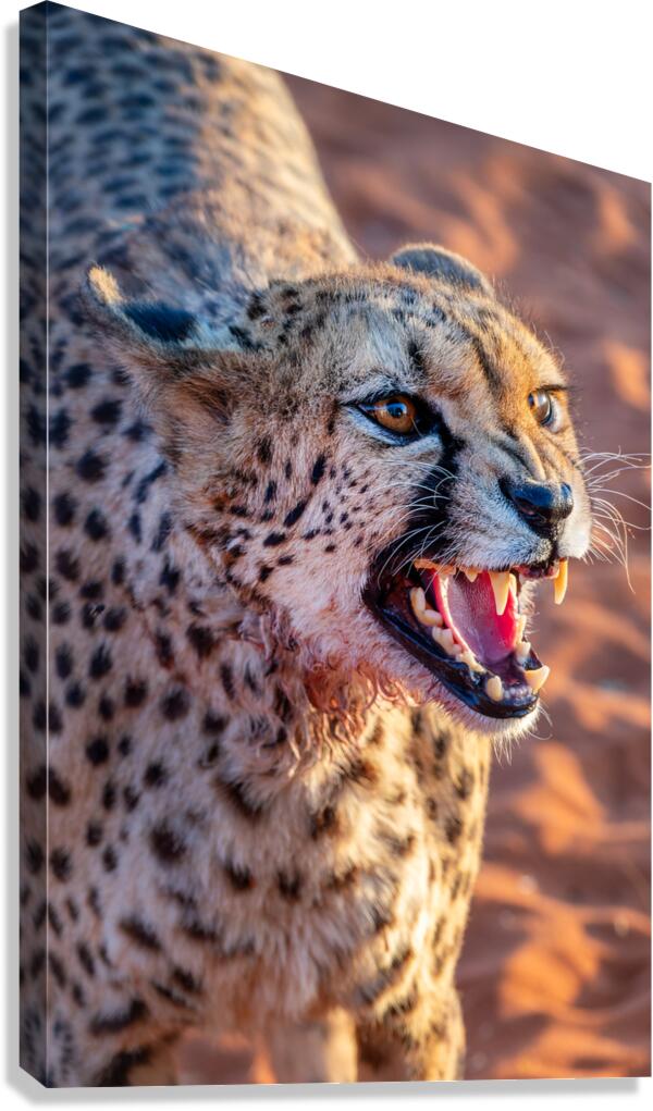 Angry cheetah portrait Namibia                           Canvas Print