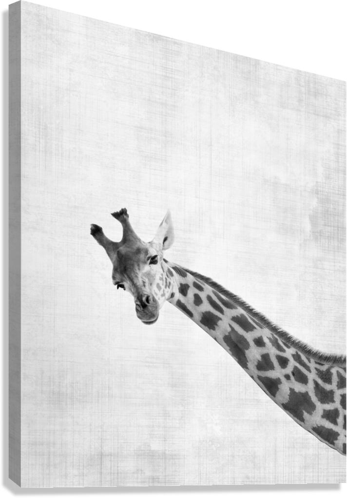 Peekaboo giraffe Canvas Print