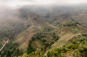 Top view of rice fields
