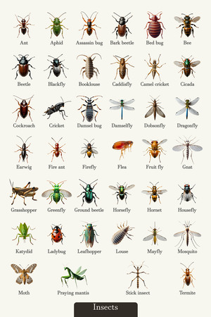 40 Insects
