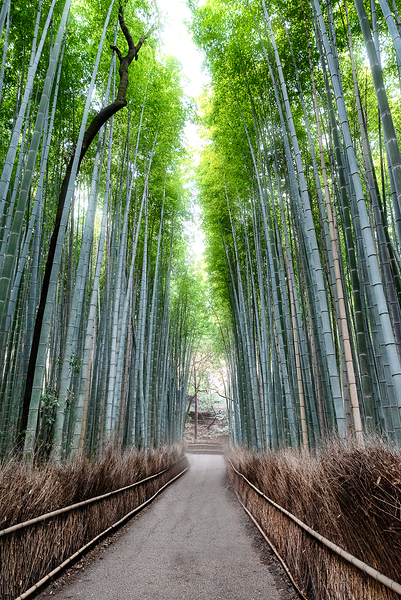 Bamboo Forest Print