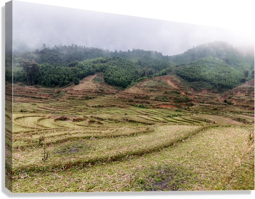 Rice Field Canvas Print