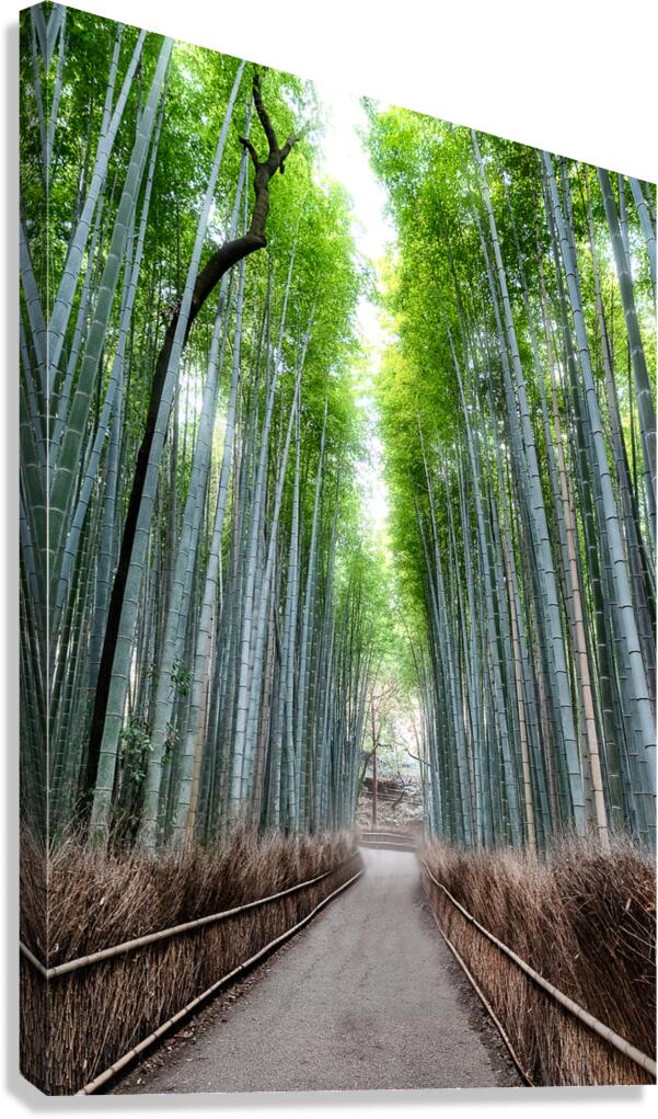 Bamboo Forest Canvas Print