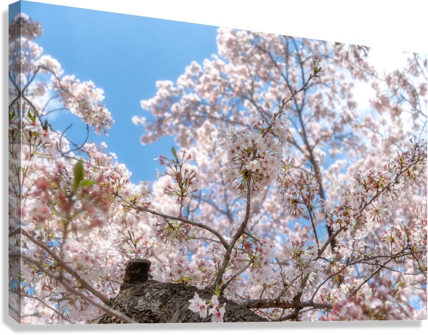 Cherry Flowers Canvas Print