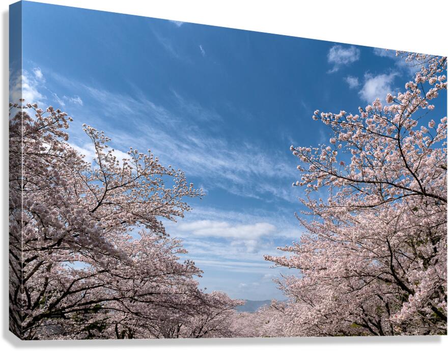 Only Blossom Canvas Print