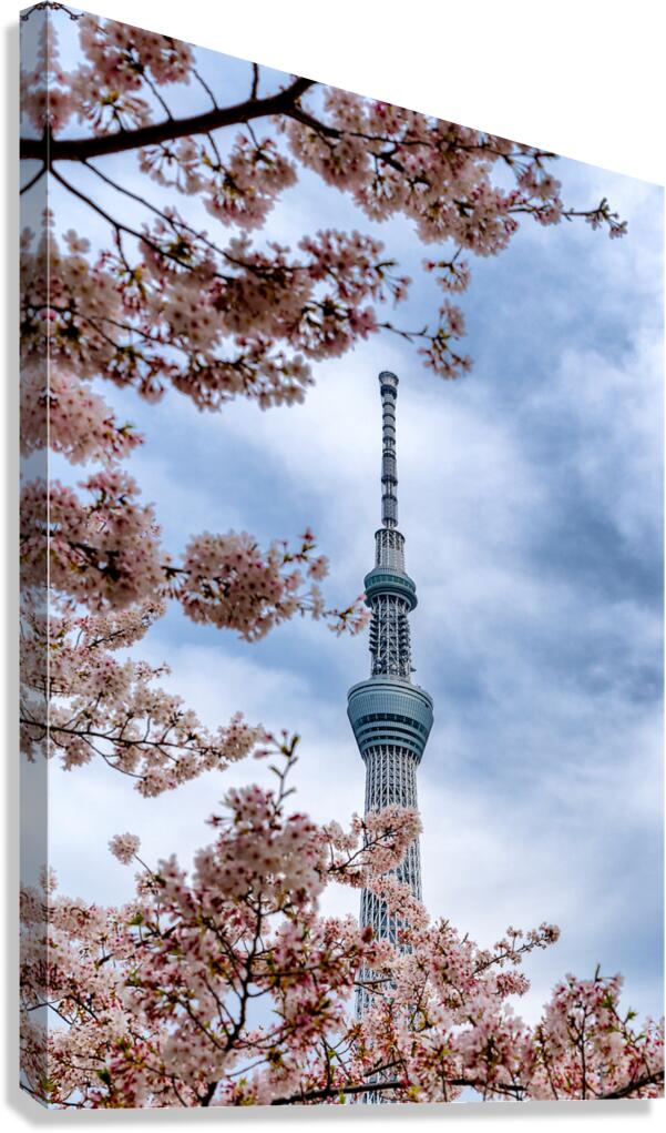 Cherry Skytree Canvas Print