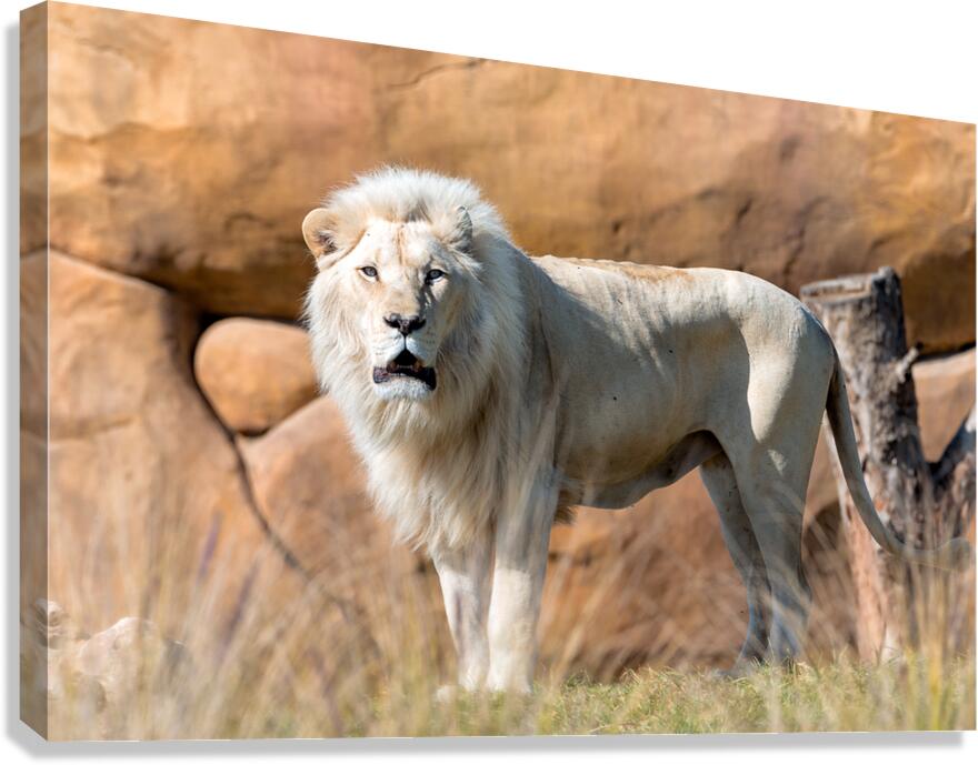 White Lion Canvas Print