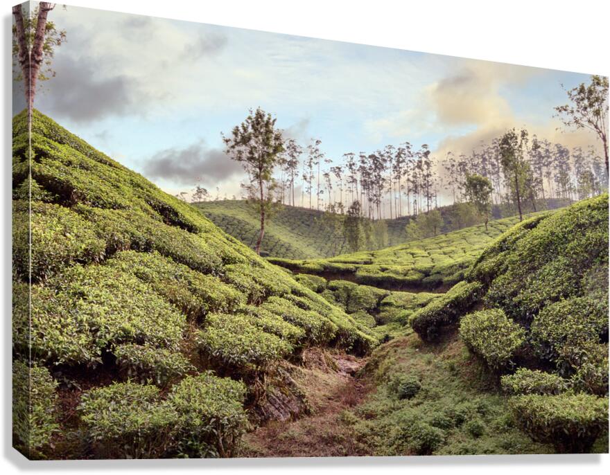 Tea Fields Canvas Print