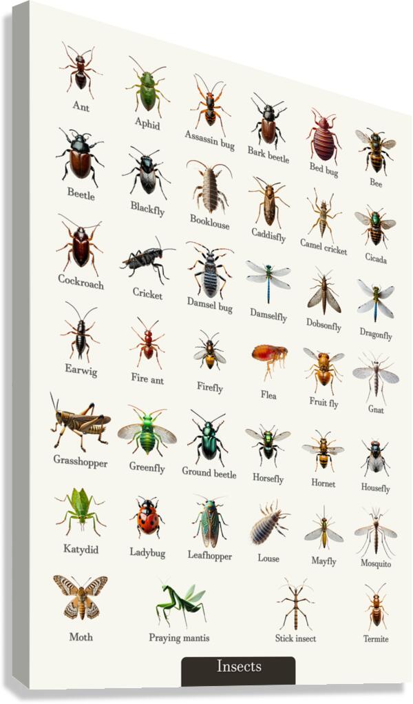 40 Insects Canvas Print