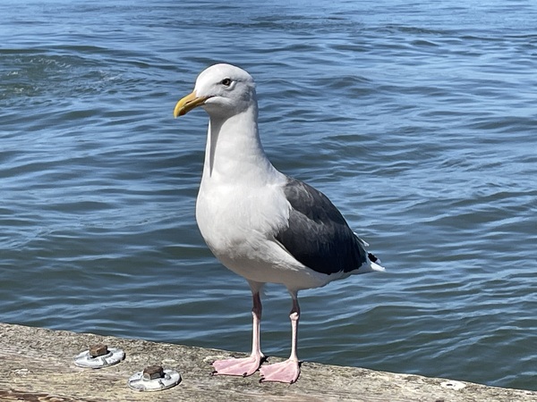Little Birdie at Fishermans Wharf - San Francisco - 2 by mouserack