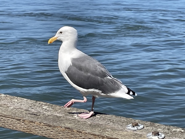 Little Birdie at Fishermans Wharf - San Francisco - 3 by mouserack