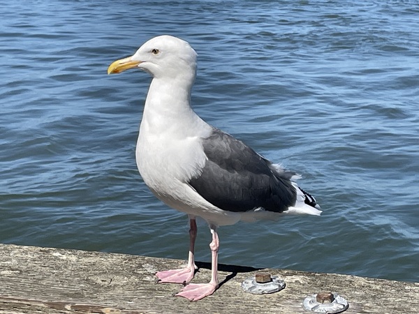 Little Birdie at Fishermans Wharf - San Francisco - 6 by mouserack