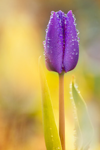 Purple Tulip Bud I
