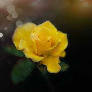 Yellow Rose III
