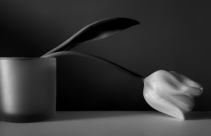 Tulip Still Life Black and White