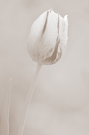 Tulip I Sepia