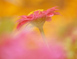 Red Dreamy Zinnia