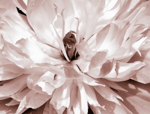 Peony Sepia 