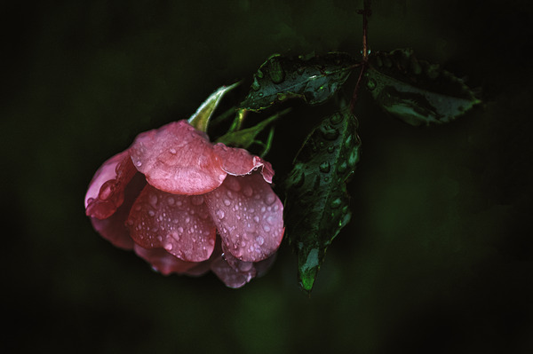 Pink Rose with Raindrops Print