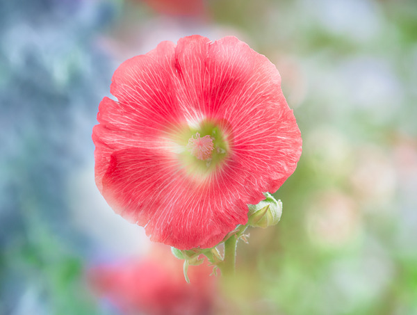 Red Hollyhock Print