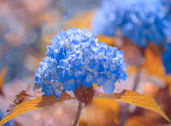 Blue Hydrangea Print