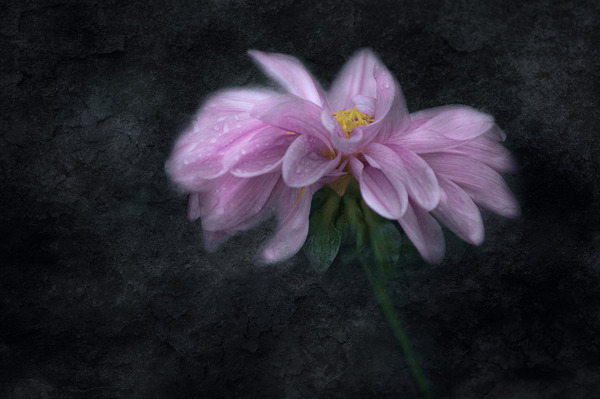 Soft Pink Dahlia on Black Print