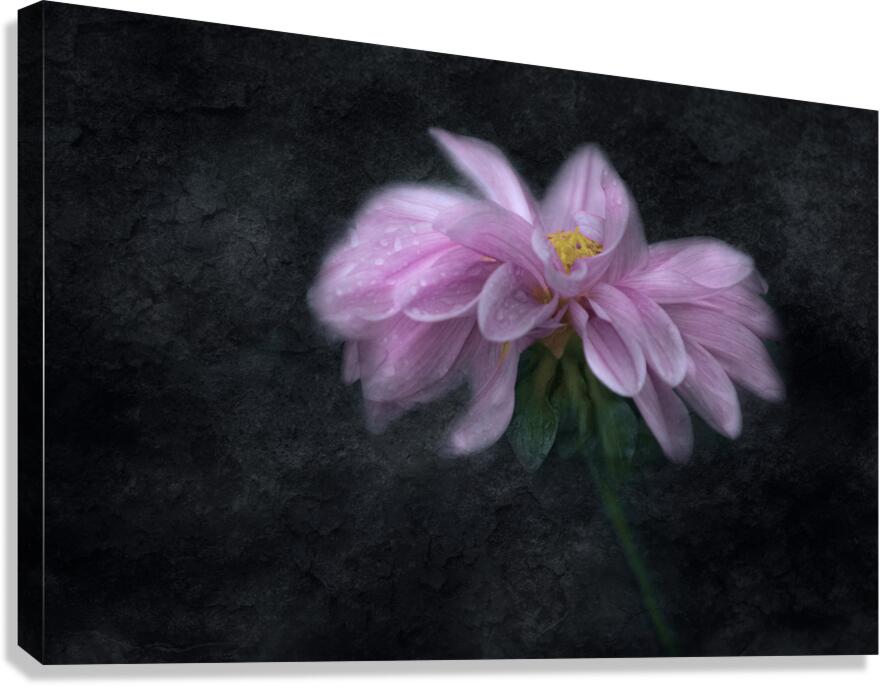 Soft Pink Dahlia on Black Canvas Print