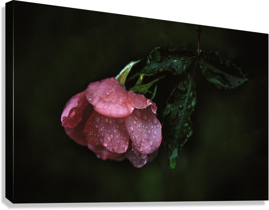 Pink Rose with Raindrops Canvas Print