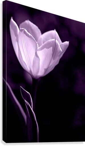 Tulip Purple Canvas Print