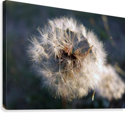 Light Hearted 3 Canvas Print