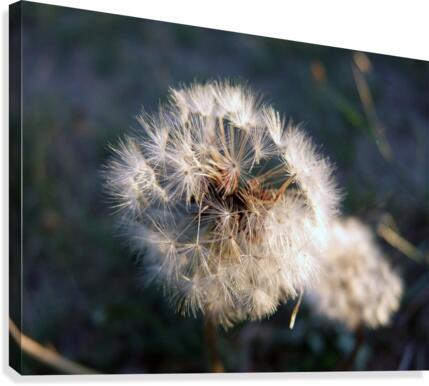 Light Hearted 2 Canvas Print