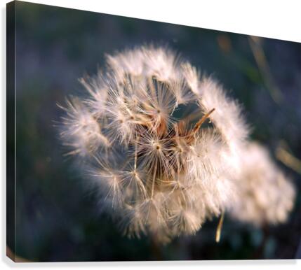 Light Hearted 1 Canvas Print