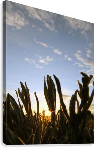 Sage Sunset Canvas Print