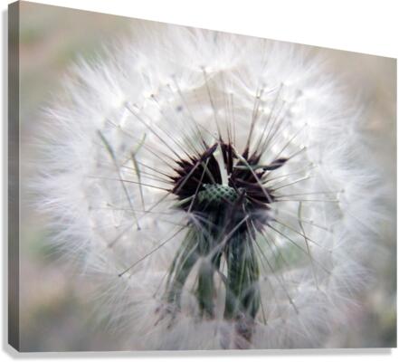 Pincushion Canvas Print