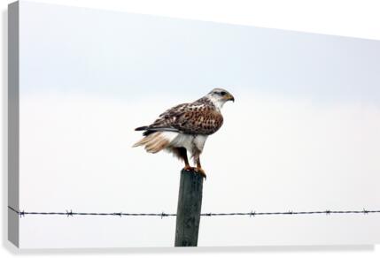 Perch Canvas Print