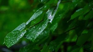 Wet Leaves Print