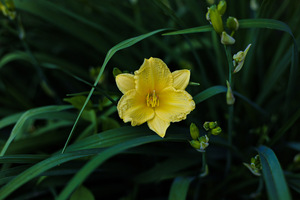 Yellow Lily