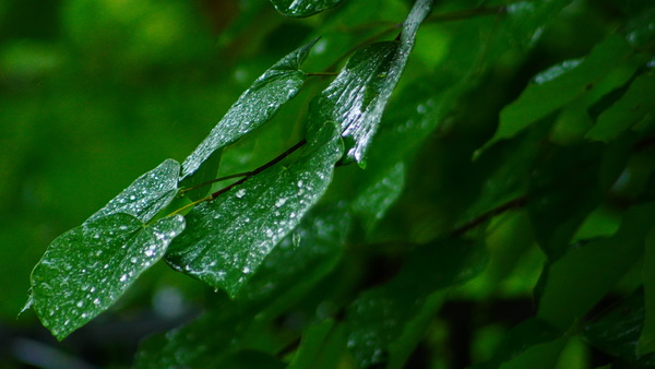 Wet Leaves by Diamond Digital Portraits