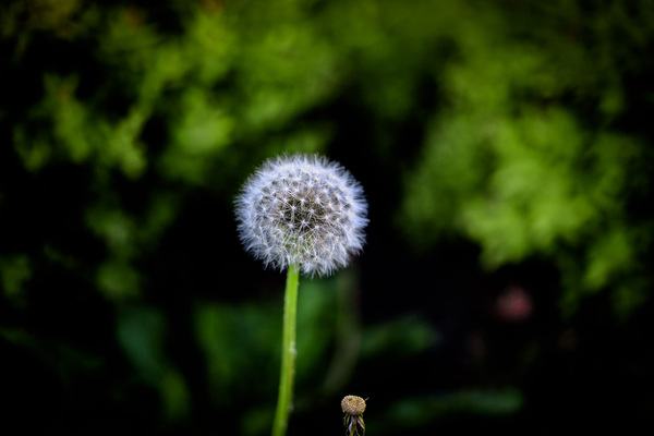 Dandelion by Diamond Digital Portraits