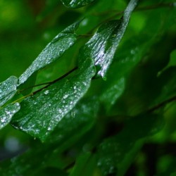 Wet Leaves