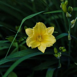 Yellow Lily