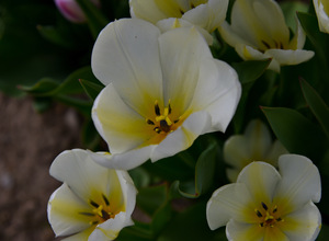 13120CDE 6318 4CF4 8150 C0F030A7166C