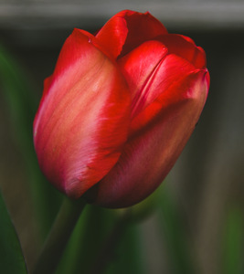 CC307FB5 2ECC 4696 800F 0155651ECD22