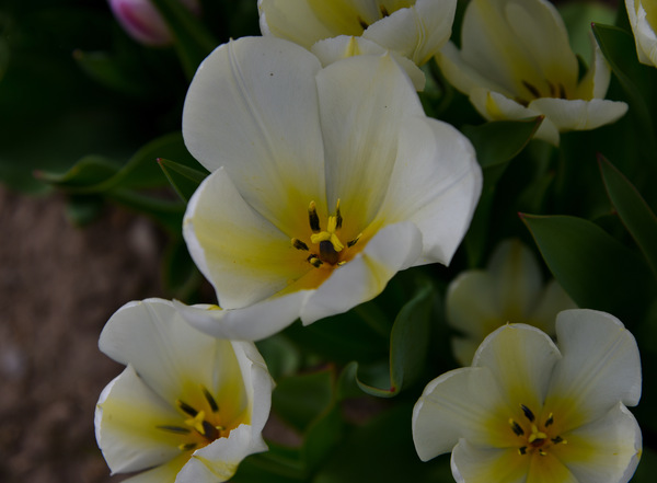 13120CDE 6318 4CF4 8150 C0F030A7166C Print