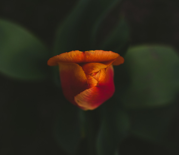 2D129917 4403 4BC1 9556 0C82F687A30C Print